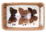 Scotch Argus